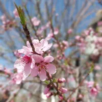 کارگر ماهر کشاورزی تمام وقت