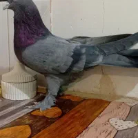 کبوتر نر اهنی فروشی|پرنده|کیار, |دیوار