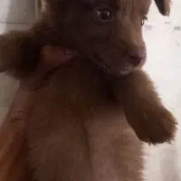 سگ آپارتمانی|سگ|نیشابور, کشتارگاه|دیوار