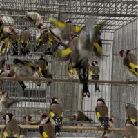 سره بومً ۲ماه قفس بخون