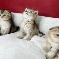 گربه اسکاتیش بریتیش گلد|گربه|ارومیه, |دیوار