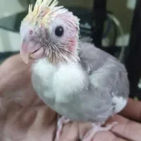 جوجه عروس هلندی سرلاکی کاملا سالم سرحال|پرنده|ساری, |دیوار