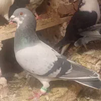 سلام به عشقبازان جفت نرو ماده به فروش میرسد|پرنده|تربت جام, جامرود|دیوار