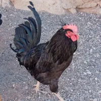 فروش خروس کاملا سیاه 8ماهه|حیوانات مزرعه|بن, |دیوار