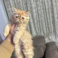 پرشین گارفیلدی