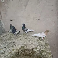 کبوتر رنگی|پرنده|پیر بکران, |دیوار