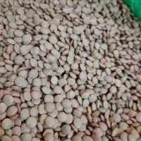 برنج و حبوبات مناسب تراز همه جا نیمدانه۱۷۰|خوردنی و آشامیدنی|بروجرد, |دیوار