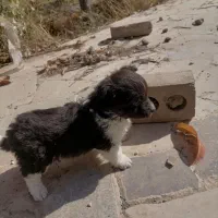 توله اشپیدز|سگ|مشهد, تبادکان|دیوار