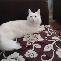 فروش|گربه|مراغه, |دیوار