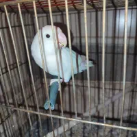 کوتوله مارال سفید آبی