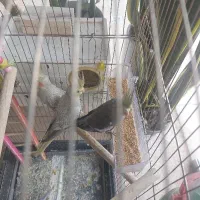 عروس هلندی|پرنده|شوط, |دیوار