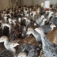 کارگر ساده|استخدام صنعتی، فنی، مهندسی|سراب, |دیوار