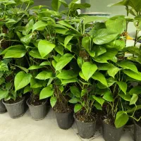 پتوس بار جدید|گل و گیاه طبیعی|بندرعباس, |دیوار