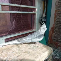 عروس هلندی نر|پرنده|زرقان, |دیوار