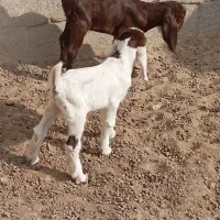 دوعدد بز مری جملزا