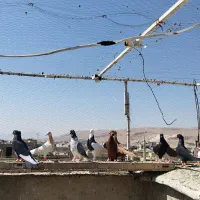 کفتر 15عدد|پرنده|شیراز, قلعه نو|دیوار