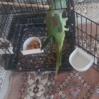 طوطی سخنگو|پرنده|خمینیشهر, |دیوار