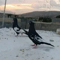 کبوتر یک جفت سینه ۸۰۰ بشرط