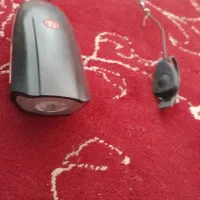 چراغ و بوق دوچرخه|دوچرخه، اسکیت، اسکوتر|تربت جام, والفجر|دیوار