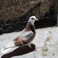 کفتر یجایی|پرنده|پاکدشت, پاکدشت (مامازند)|دیوار