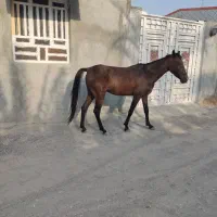 مادیان سه ساله|اسب و تجهیزات اسب‌سواری|میناب, |دیوار