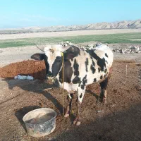 گاو نر فروشی