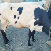 گاو گوساله نر
