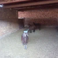 بره و بزغاله