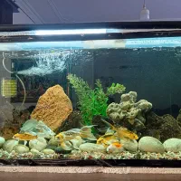 آکواریوم با ماهی وسایل کامل فروشی