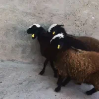 بره نر و ماده شال اصیل|حیوانات مزرعه|مهریز, |دیوار