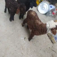 سه راس بره نر افشار