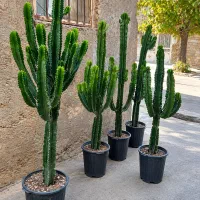 20نوع گل  اپارتمانی خاص