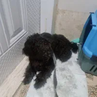 سگ پودل مشکی شناسنامه دار همراه باکس معاوضه