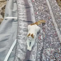 روفرشی کشدار در حد نو|روفرشی|شیراز, ریشمک|دیوار