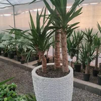 گل و گیاه تا ۴۰ درصد تخفیف|گل و گیاه طبیعی|مشهد, ولیعصر (شهرک غرب)|دیوار