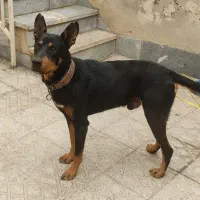 سگ دوبرمن نر