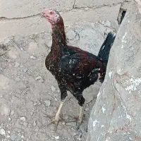 مرغ خانگی
