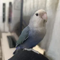 طوطی گم شده|حیوانات|ری, جوانمرد قصاب|دیوار