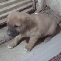 توله ی سرابی|سگ|کاشان, شهرک فرهنگیان|دیوار