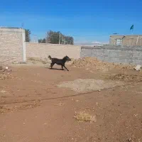 کره اسب|اسب و تجهیزات اسبسواری|زرند, |دیوار