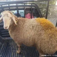 گوسفند چکی *نقد سبک  و سنگین|حیوانات مزرعه|مشهد, شهرک امام سجاد|دیوار