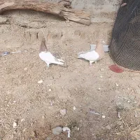 کبوتر