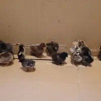 جوجه نژاد دار ۱۶ روزه