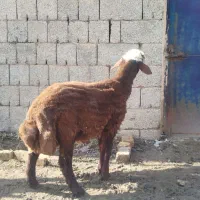 فروش بره نر|حیوانات مزرعه|سیلوانه, |دیوار