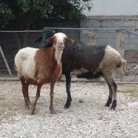 دوتا گوسفند بره دار،و هفت  گوسفند آبست|حیوانات مزرعه|گرگان, |دیوار