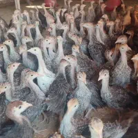 جوجه بوقلمون دوماهه