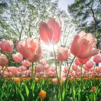 شرکت خدماتی ونظافتی سفیرپاکی