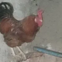 خروس بومی