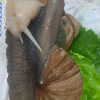 حلزون کلاژن ساز برای پوست و مو