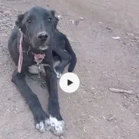 توله دوبرمن سراب|سگ|مشهد, حجت|دیوار